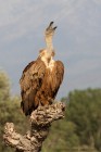 EOS 7D Mark II_2017_04_22_11764