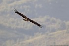 EOS-1D Mark IV_2017_04_17_08734