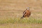 EOS-1D Mark IV_2017_04_22_14059