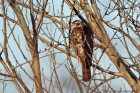 EOS-1D Mark IV_2017_01_21_1050