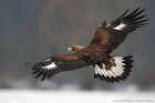 EOS-1D Mark IV_2017_02_25_01759