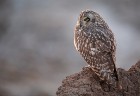 EOS 5D Mark IV_2018_05_04_55862