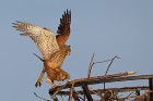 IMG_8645