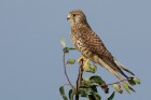 Turmfalke 
