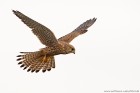 Turmfalke 