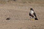 IMG_5407