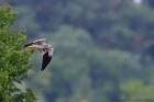 EOS 5D Mark IV_2018_05_29_59325