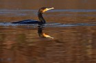 EOS-1D Mark IV_2017_01_29_2931