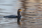 EOS-1D Mark IV_2017_01_29_2956