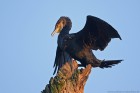 Kormoran 