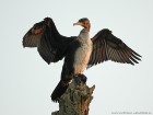 kormoran44