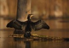 Kormoran 