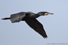 Kormoran 