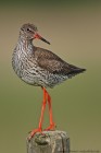 Rotschenkel 