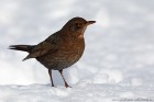 EOS 5D Mark IV_2018_03_18_49617