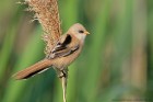 EOS 5D Mark IV_2018_05_29_58946