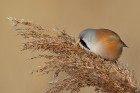 EOS 7D Mark II_2018_01_14_44071