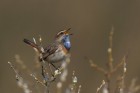 Blaukehlchen 