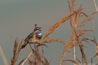 Blaukehlchen 