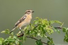 Braunkehlchen 