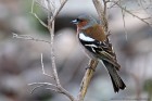 EOS 7D Mark II_2017_04_18_10249