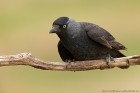 IMG_9421