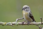 EOS 5D Mark IV_2017_12_25_42192