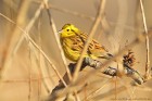 EOS-1D Mark IV_2016_12_30_9999_306