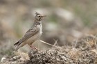 EOS 7D Mark II_2017_04_18_10567