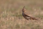 EOS-1D Mark IV_2017_04_18_08938