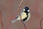 EOS 5D Mark IV_2018_03_21_50307