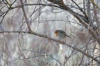EOS 5D Mark IV_2018_01_21_46087