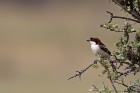EOS-1D Mark IV_2017_04_20_09513
