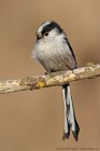 EOS 5D Mark IV_2018_02_23_46903
