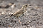 EOS 7D Mark II_2017_03_31_05535
