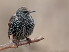 EOS 5D Mark IV_2018_01_19_45639