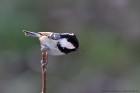 EOS 5D Mark IV_2017_12_25_42422