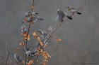 EOS 5D Mark IV_2018_01_13_43738