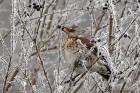 EOS-1D Mark IV_2017_01_22_1549