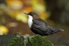 Wasseramsel 