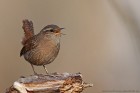 IMG_4772