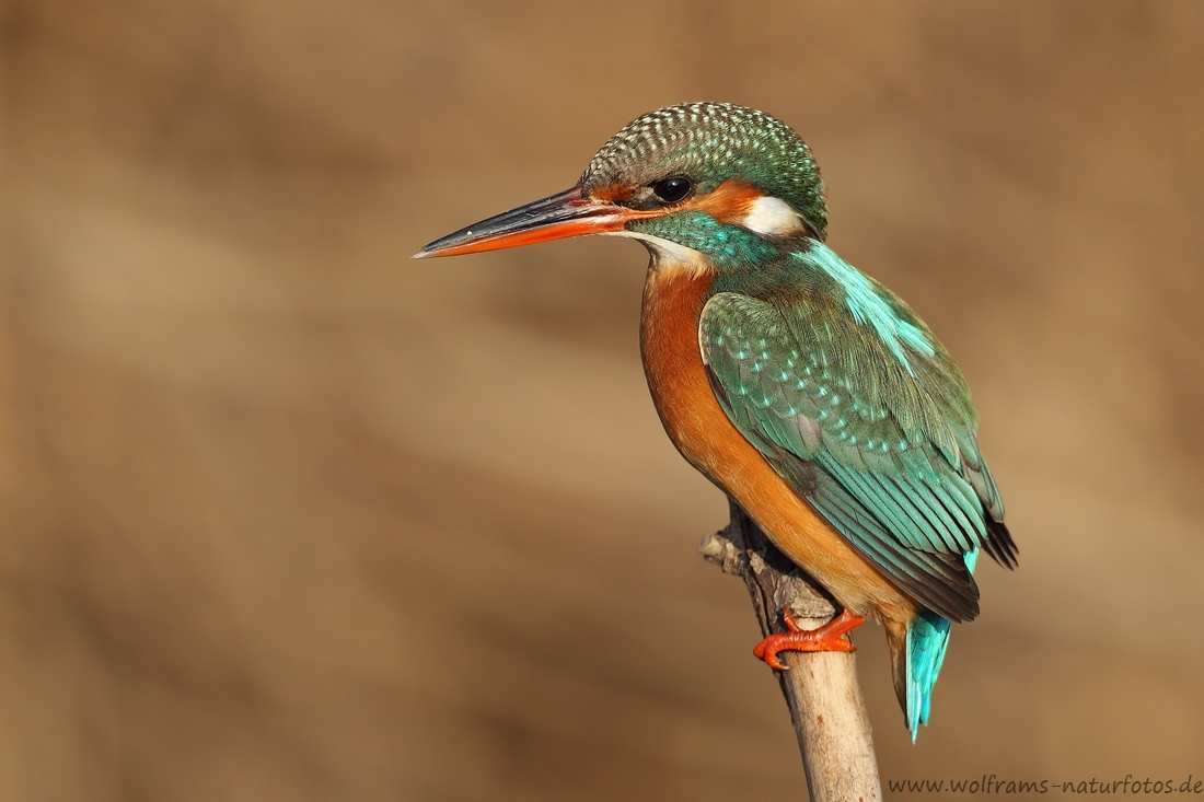 eisvogel2