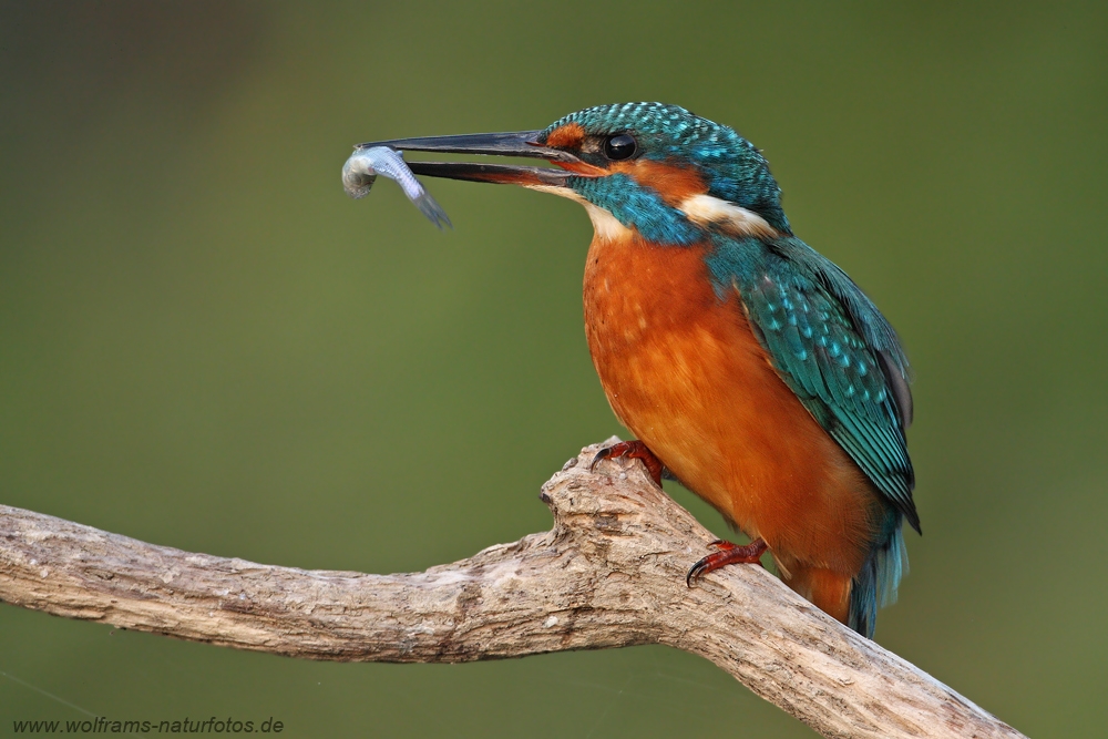 eisvogel4