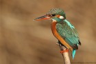 Eisvogel 