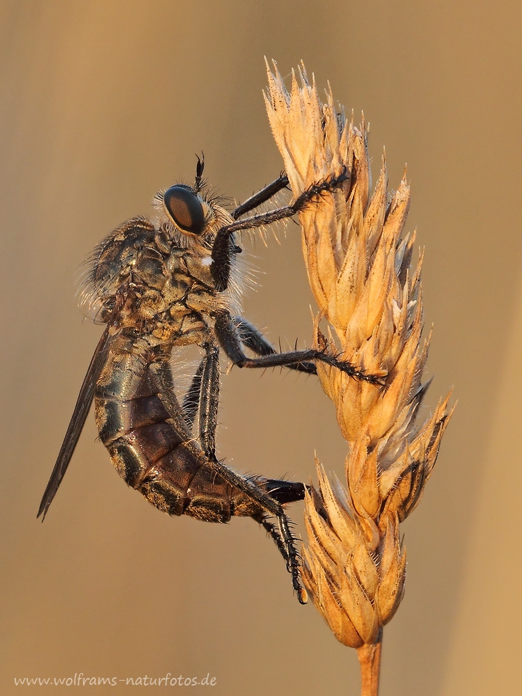 seidenraubfliege