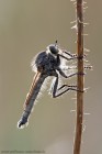 EOS 7D Mark II_2017_07_13_25367