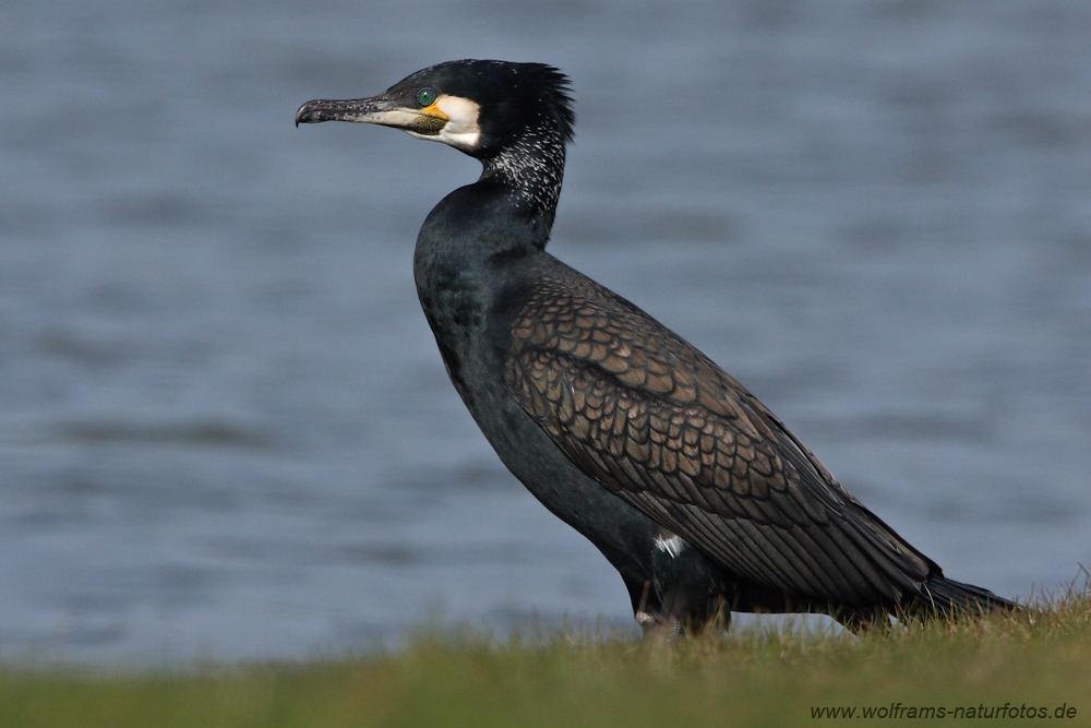 kormoran2