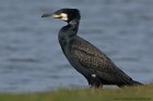 Kormoran 
