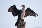 Kormoran 