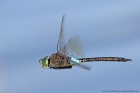 EOS 7D Mark II_2017_07_04_23696